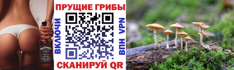 Галлюциногенные грибы Cubensis  OMG tor  Мосальск  как найти наркотики 